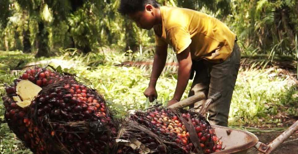 Indonesische arbeidster op palmolieplantage